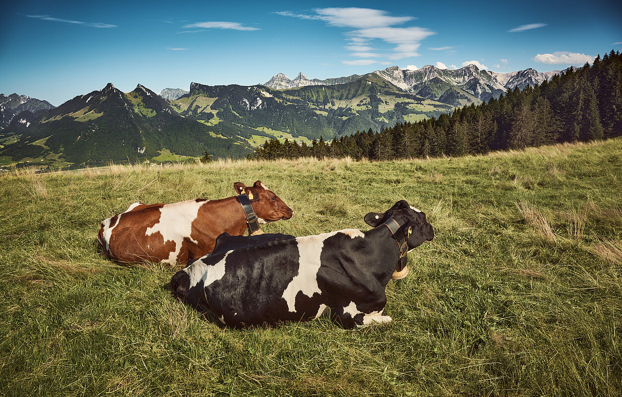 Le Gruyère Aop Album Fromage Tradition Suisse 